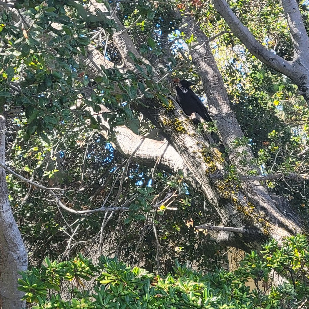 Raven Tree of Mill Valley 2