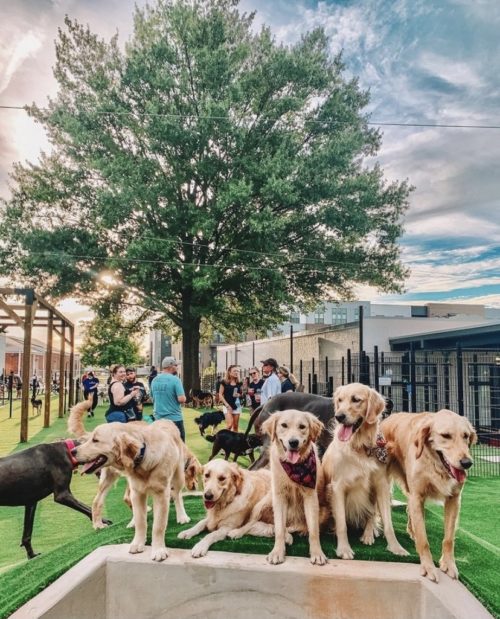 Breed Meet-up 1