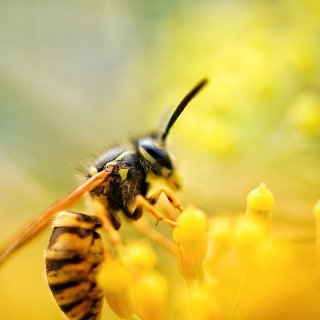 NEC Drop-in: Peculiar Pollinators 3