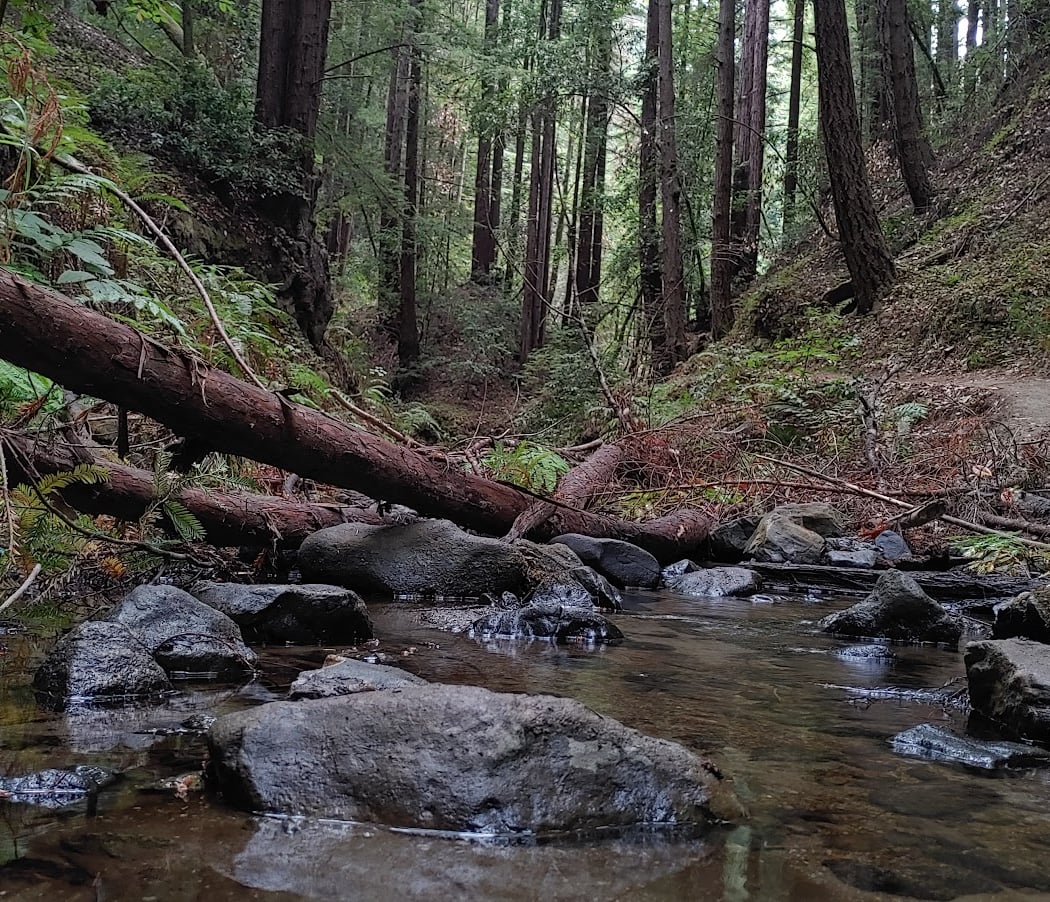 Maple Falls 2