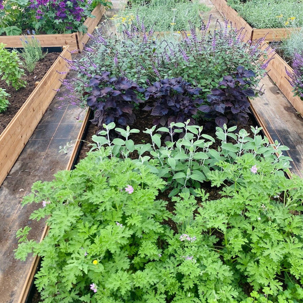 Serre aromatique à Lille - vitaminherb 2
