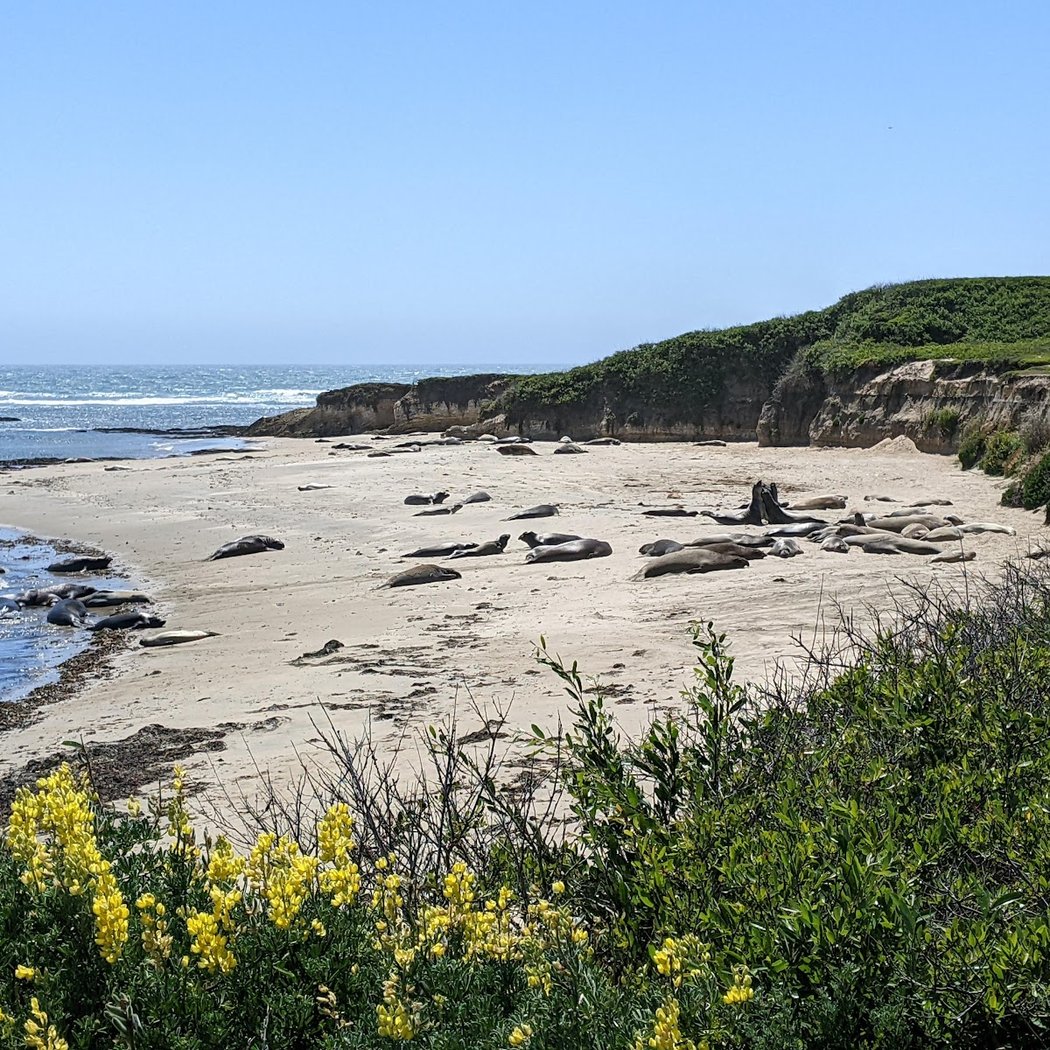 Guided Hike in Elephant Seal Viewing 5