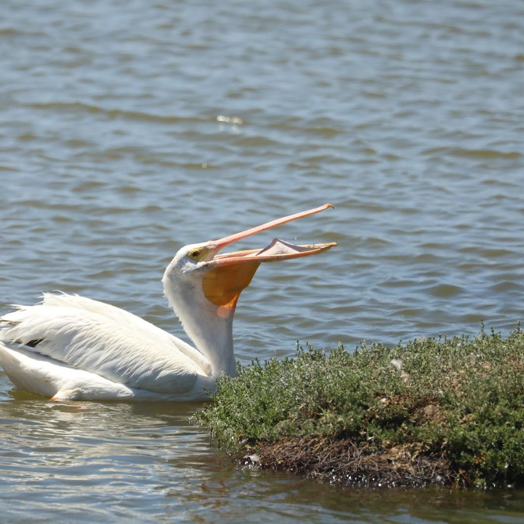 Salt Marsh Walk 5