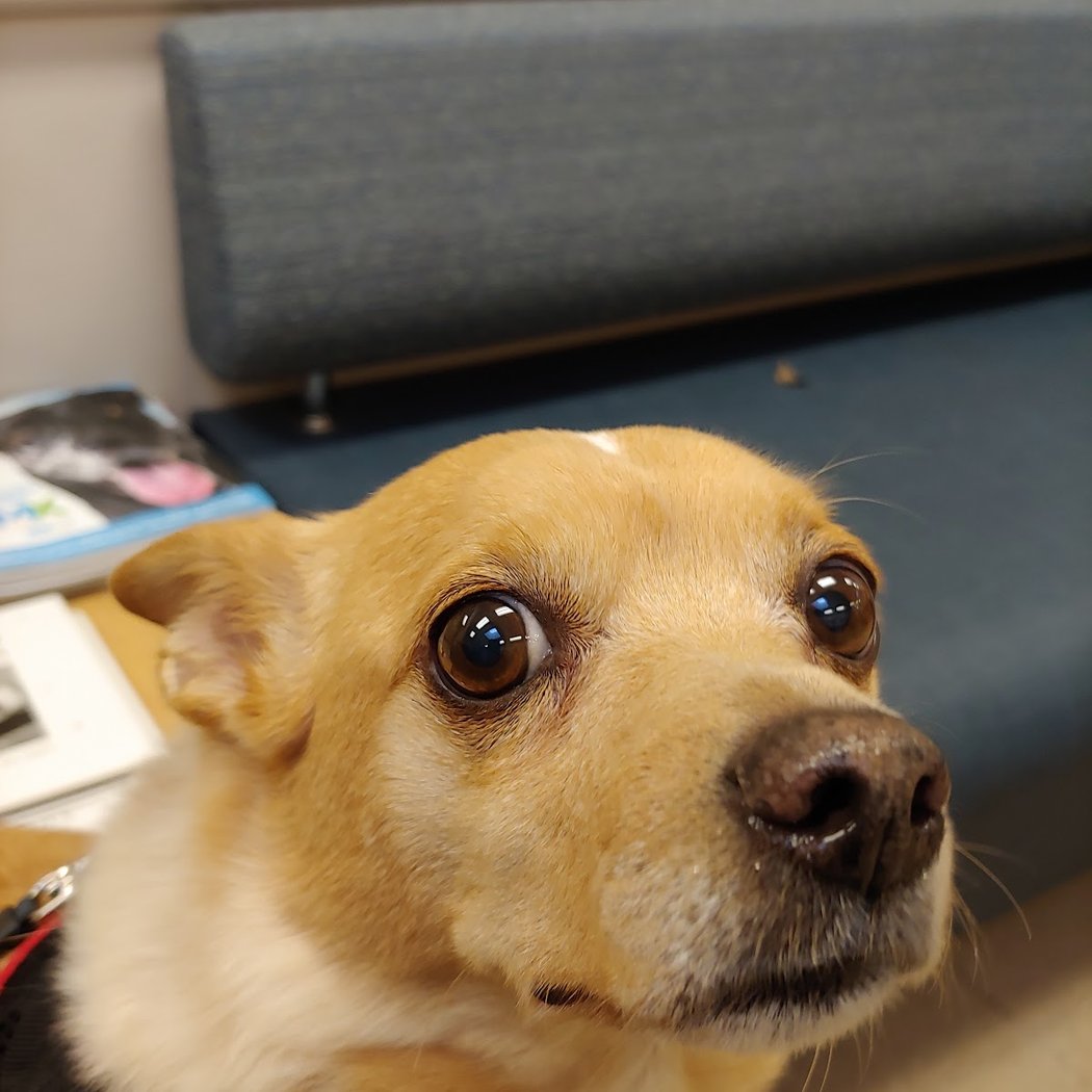 UC Davis Veterinary Hospital - Small Animal Clinic 1