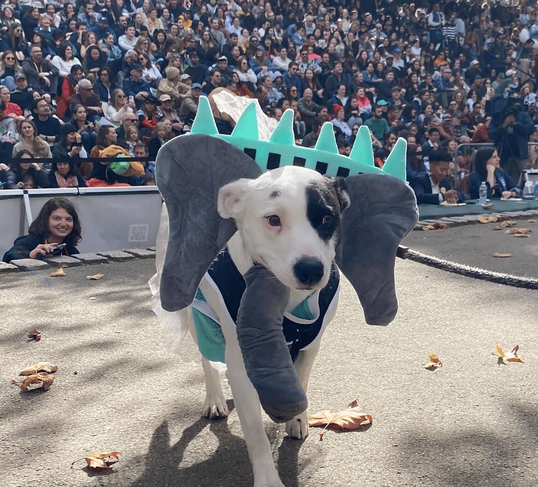 Great Pupkin Dog Costume Contest 2