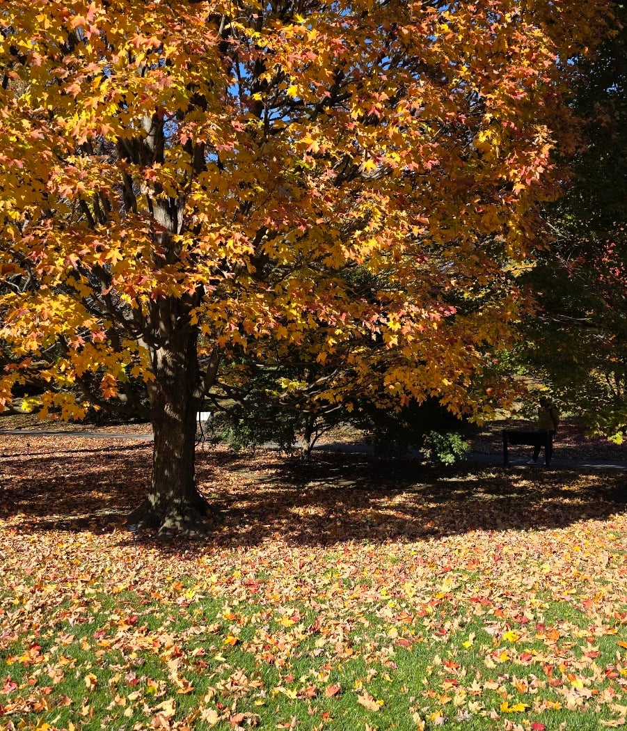 Maple Collection 2