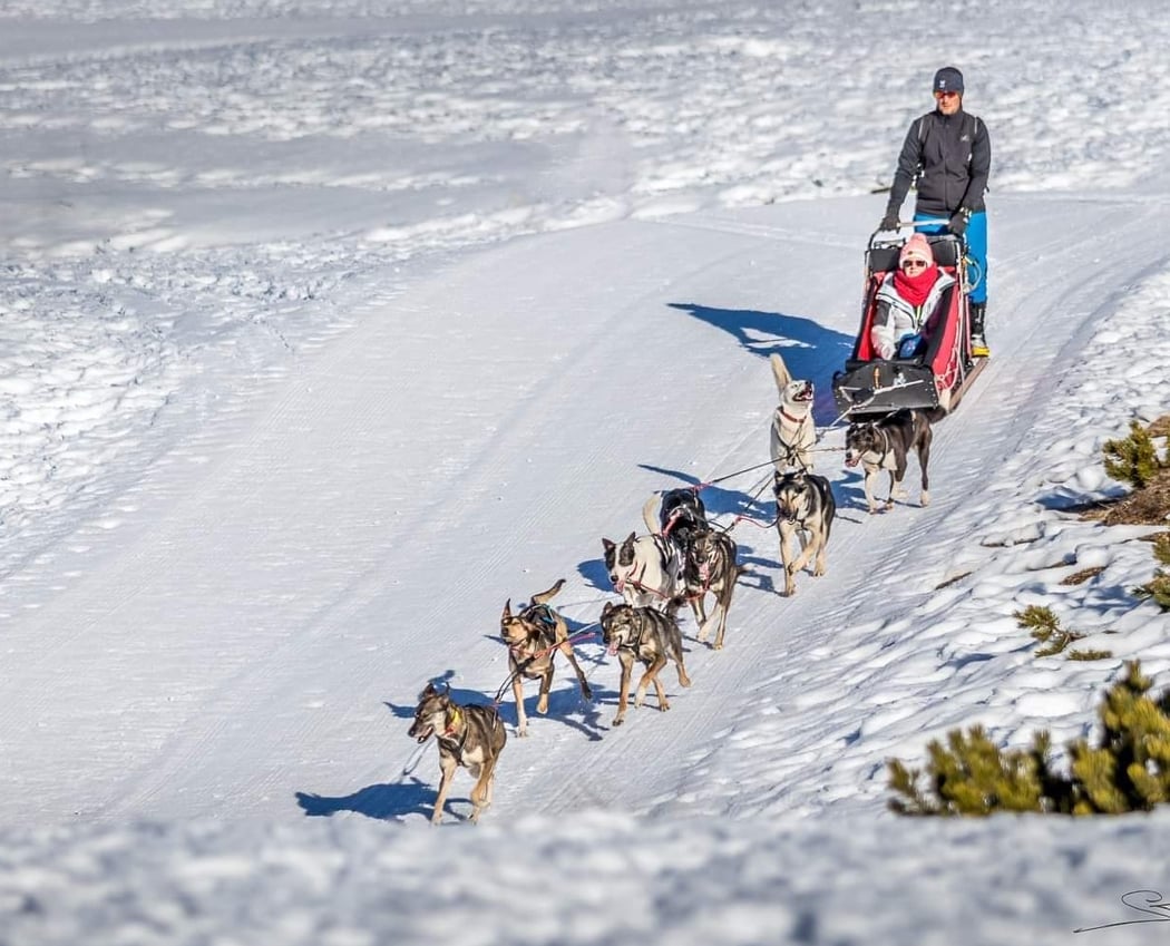 Nordic Team, chiens de traîneau Aubrac 1