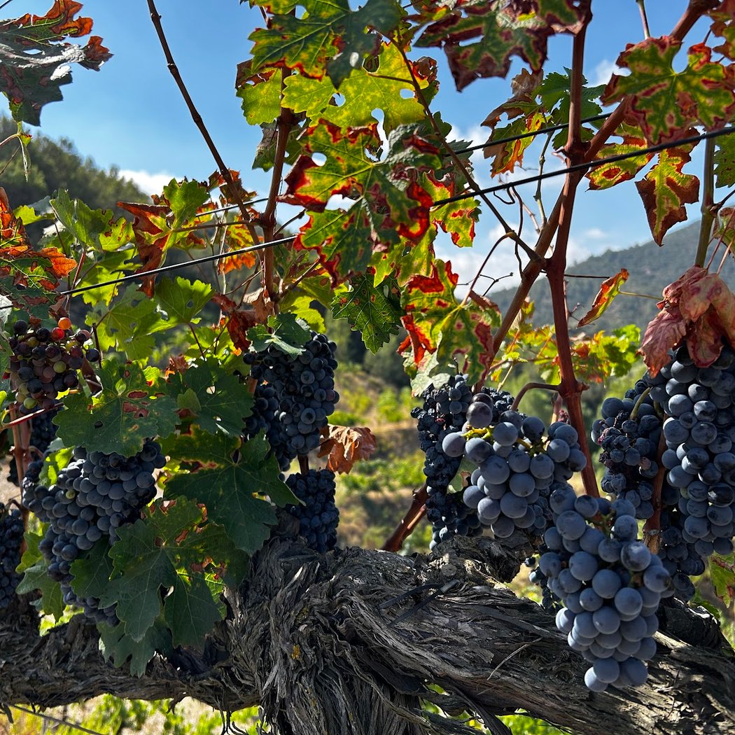 Perinet winery | Bodega&enoturismo 1