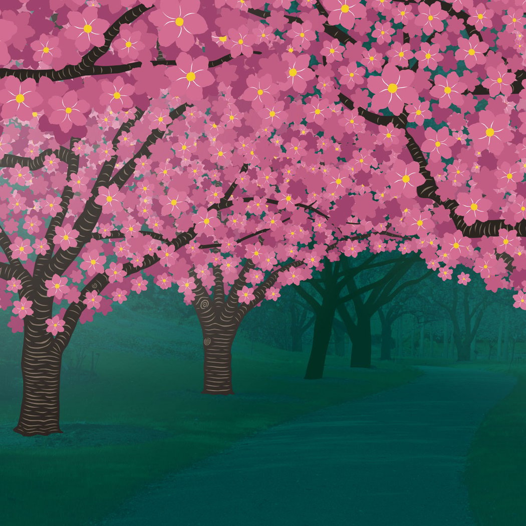 Hanami Nights 1