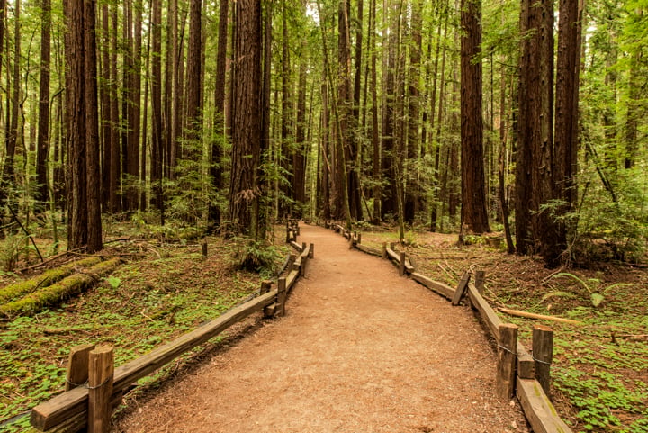 Armstrong Redwoods State Natural Reserve 2