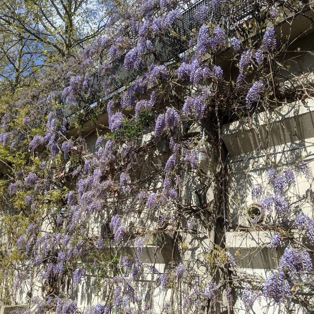 Bambous Garden 3