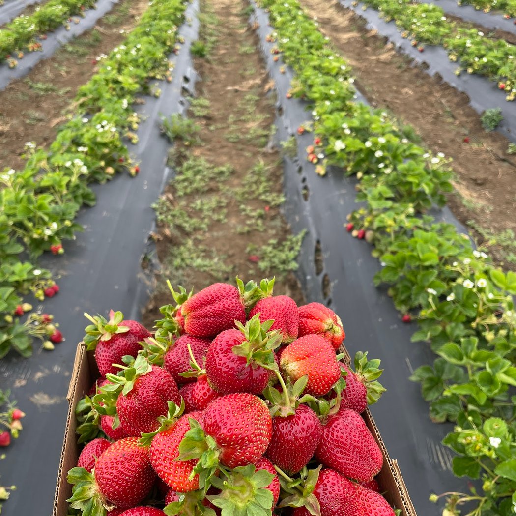 Chao's Strawberries 2