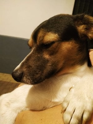Asociación Pro Animales Rosales Tocina - A.P.A.R.T (oficinas) 3