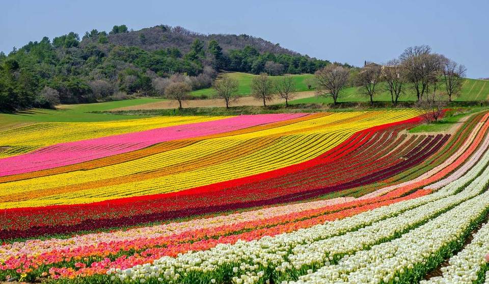 Champs Tulipes Jonquières Provence 1