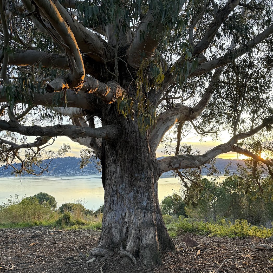 The Hippe Tree 3