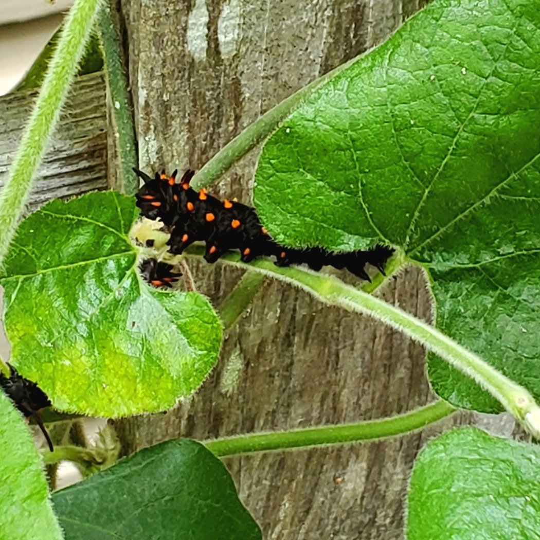 Hallberg Butterfly Garden 2