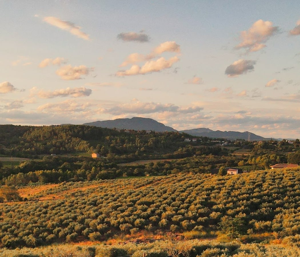Domaine l'Oulivie : Producteur d'huiles d'olive - Moulin à huile 2