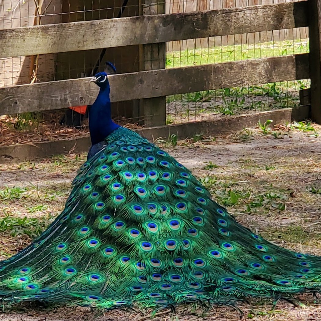 Popcorn Park Animal Refuge 1