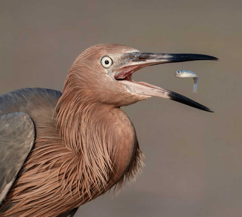 Audubon’s Bird Nerding 101 1