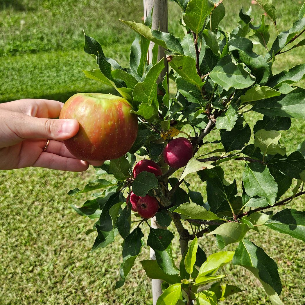 Verger Merleau - Cidery & Orchard 1