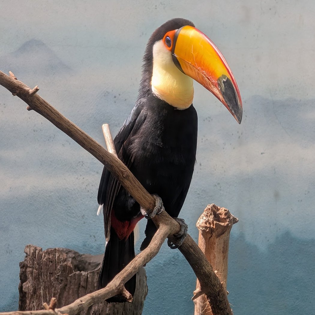 World of Birds 1