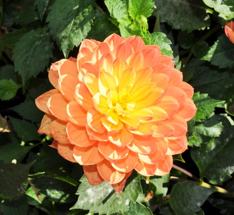 Dahlia Garden 2