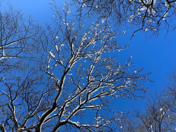 Winter Tree Identification with Leslie & Leo 1