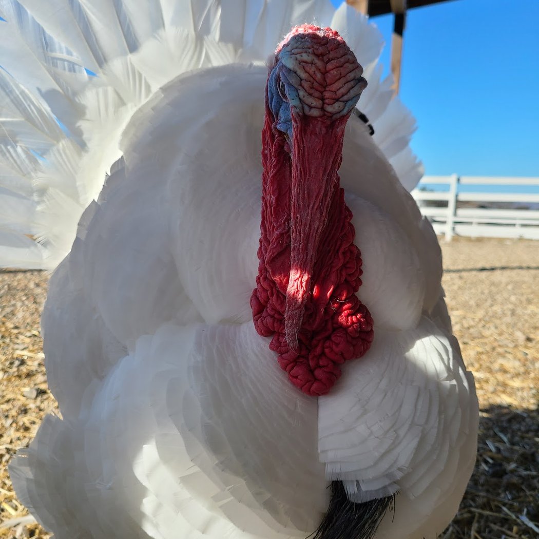 Charlie's Acres Farm Animal Sanctuary Community Tour 4