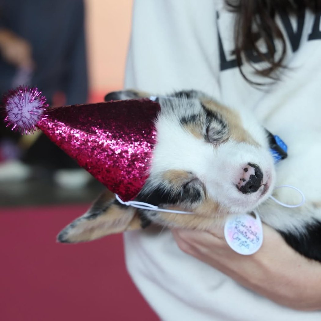 Corgi Puppy Yoga 3
