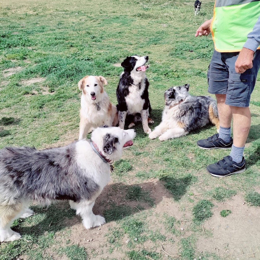 Livermore Canine Park 1