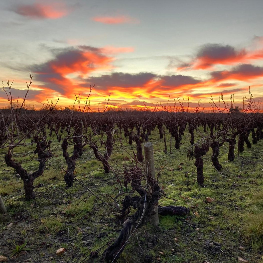 Dans la vigne 1