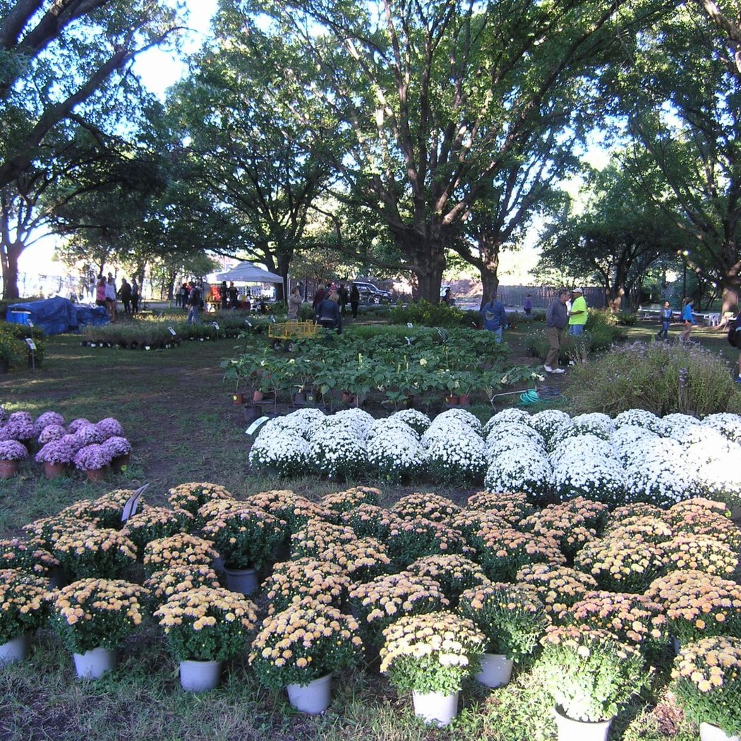 Fall Plant Sale