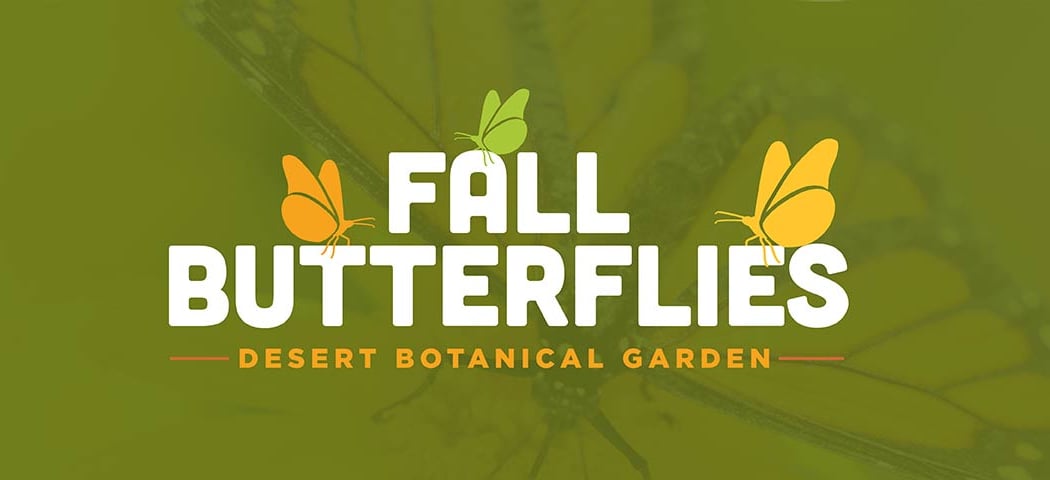 Fall Butterflies