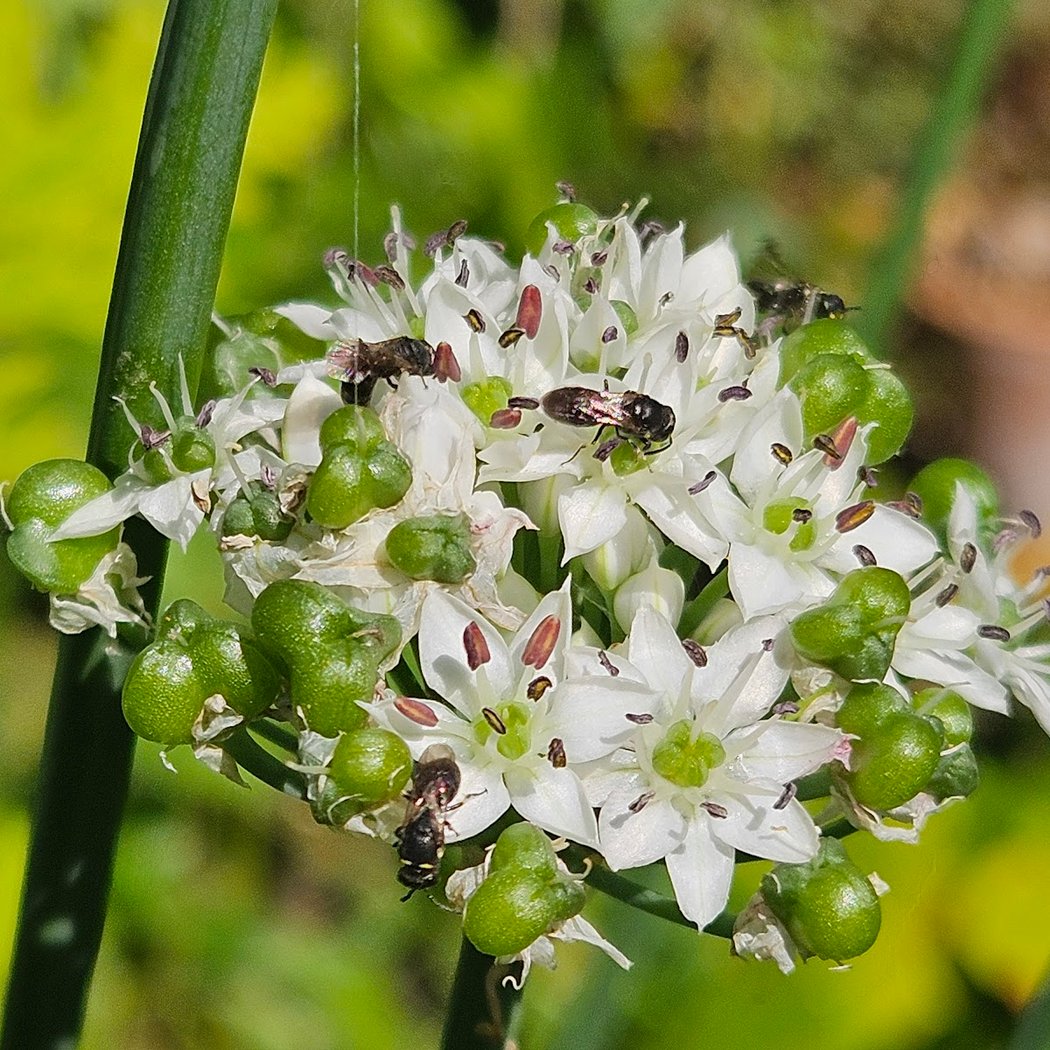 Graine de Jardinier 3