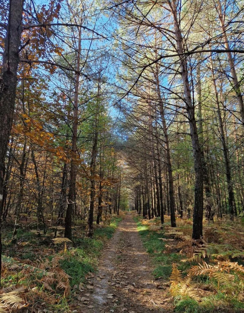 Forêt Domaniale du Gâvre 1