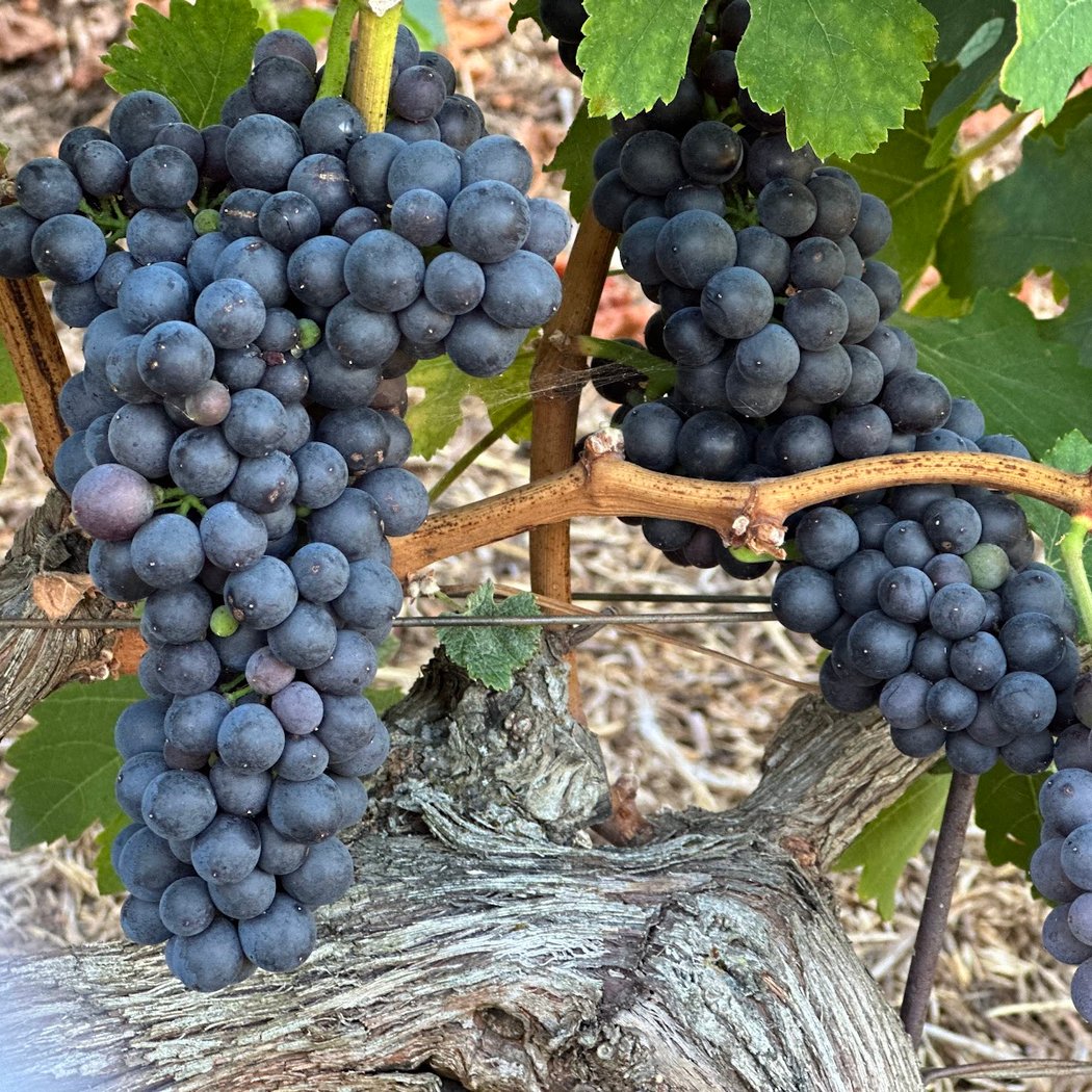 CAPTAIN VINEYARDS 4