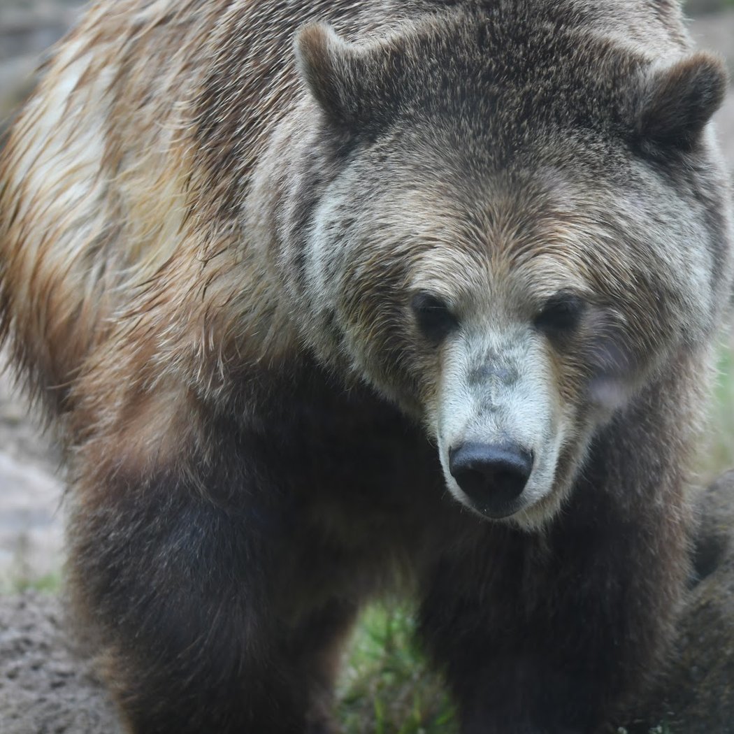 Hearst Grizzly Gulch 3