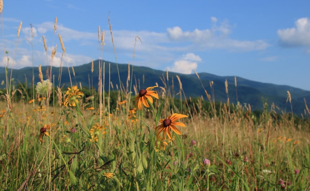 Cades Cove Loop Road 1