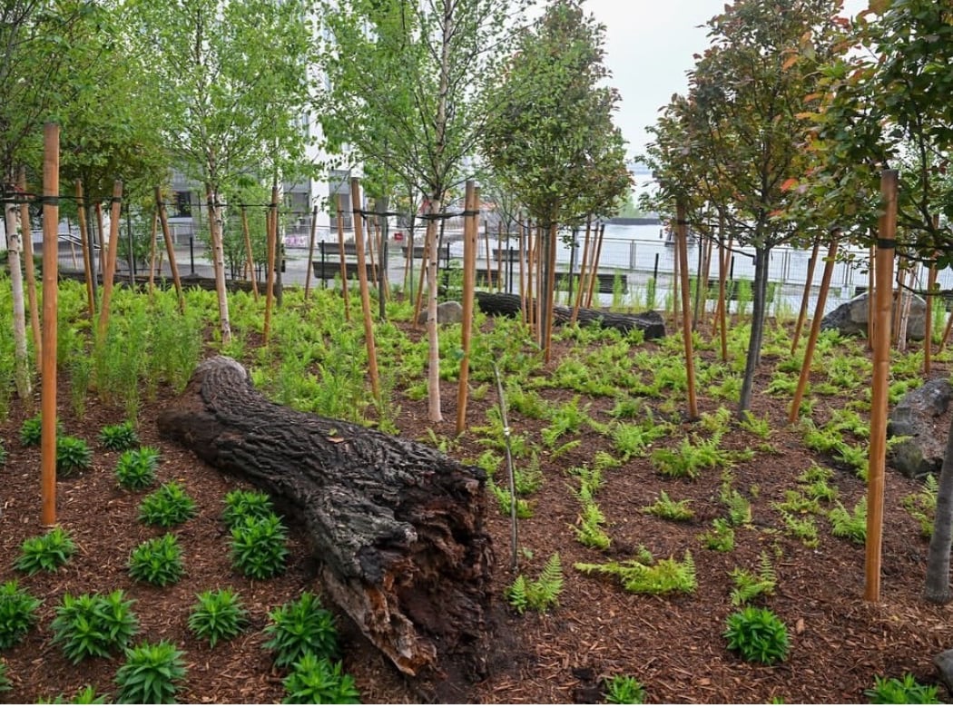 Manhattan Healing Forest 5