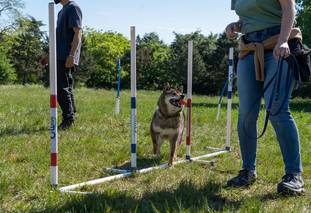 Olykan - Dog Training Paris 3