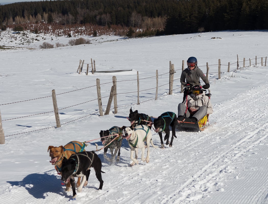 Enola Sled Dogs 1