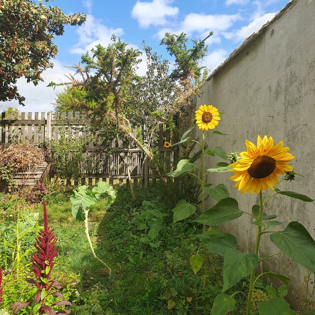 Visite du jardin et atelier nichoir 3