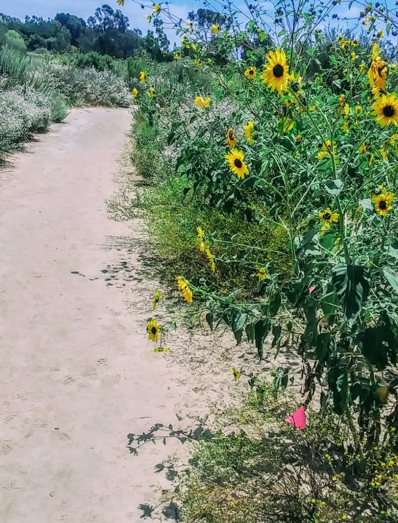 Madrona Marsh Preserve 4