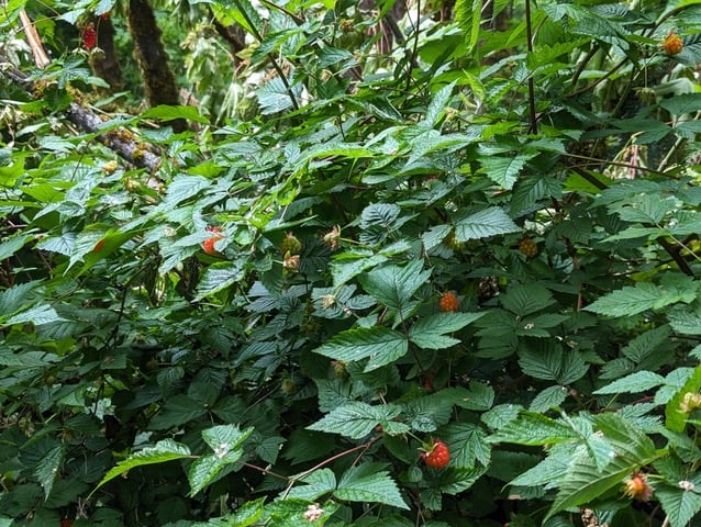 Summer Berry Celebration and Restoration at Westcrest Park 4