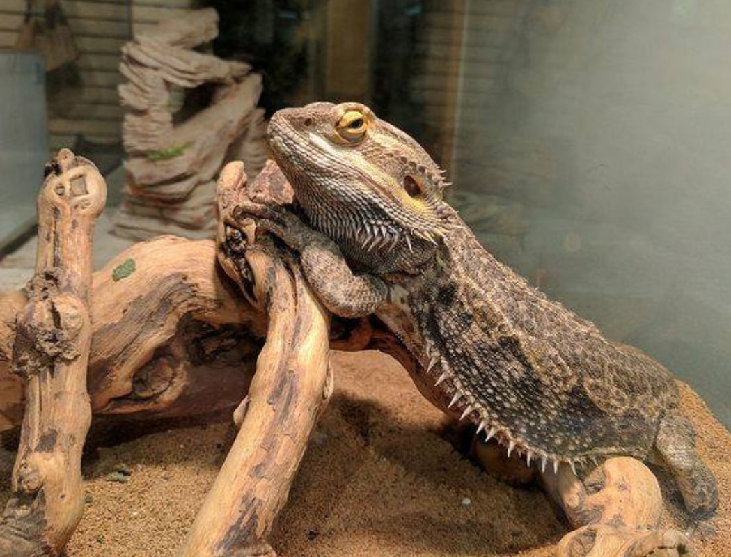 Animal Encounters 1