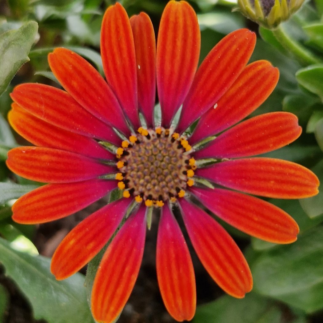 Jardins de la Saussaie 3