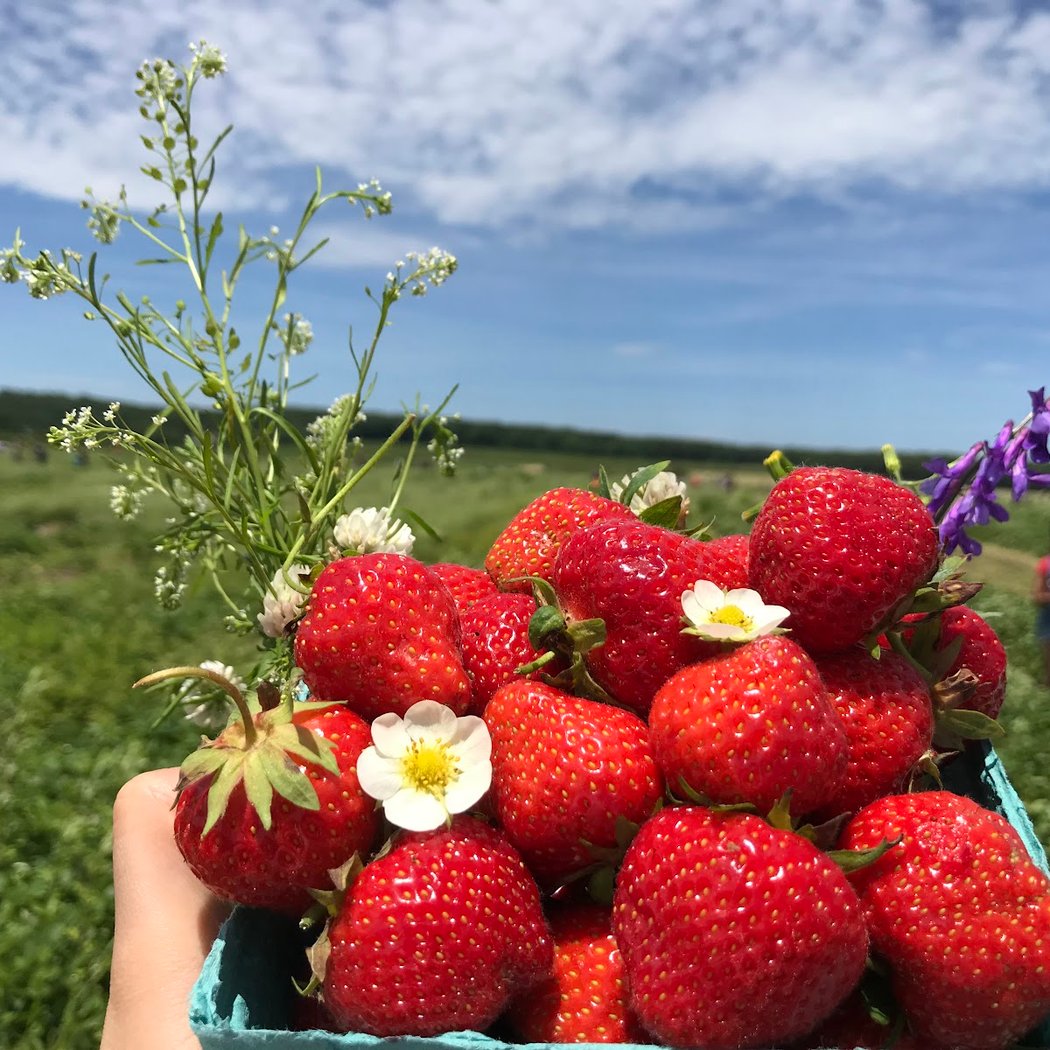 Lewin Farms 1