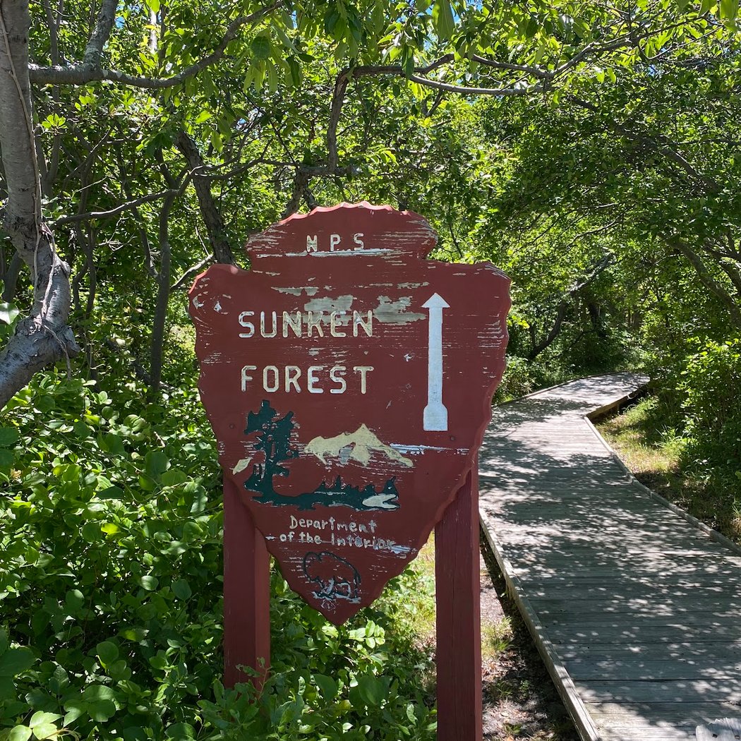Sunken Forest 5