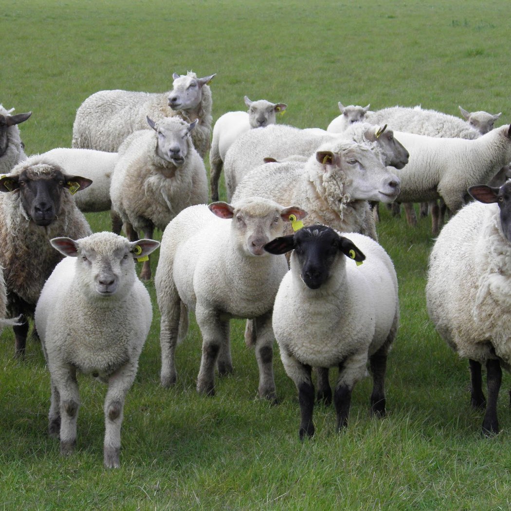 La Bergerie des Iles -Vente directe de colis de viande 2