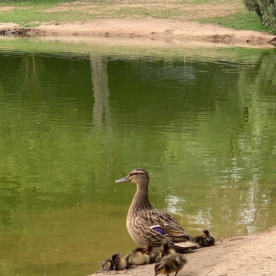 Parque Infanta Elena 1